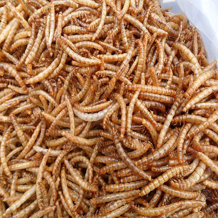 High Quality Nutrition Yellow Dried Mealworm China Supplier